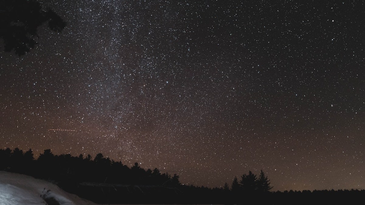 trees near snow covered ground under starry night